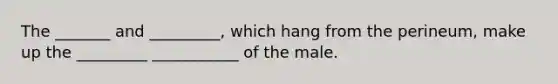 The _______ and _________, which hang from the perineum, make up the _________ ___________ of the male.