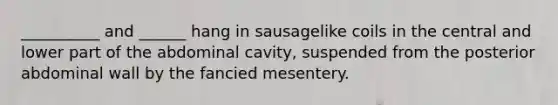 __________ and ______ hang in sausagelike coils in the central and lower part of the abdominal cavity, suspended from the posterior abdominal wall by the fancied mesentery.