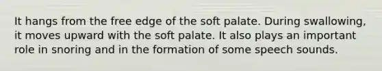 It hangs from the free edge of the soft palate. During swallowing, it moves upward with the soft palate. It also plays an important role in snoring and in the formation of some speech sounds.