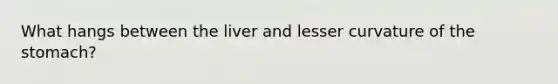 What hangs between the liver and lesser curvature of the stomach?
