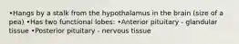 •Hangs by a stalk from the hypothalamus in the brain (size of a pea) •Has two functional lobes: •Anterior pituitary - glandular tissue •Posterior pituitary - nervous tissue