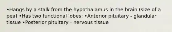 •Hangs by a stalk from the hypothalamus in <a href='https://www.questionai.com/knowledge/kLMtJeqKp6-the-brain' class='anchor-knowledge'>the brain</a> (size of a pea) •Has two functional lobes: •Anterior pituitary - glandular tissue •Posterior pituitary - <a href='https://www.questionai.com/knowledge/kqA5Ws88nP-nervous-tissue' class='anchor-knowledge'>nervous tissue</a>