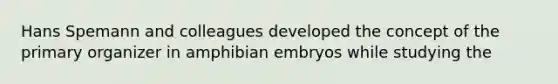 Hans Spemann and colleagues developed the concept of the primary organizer in amphibian embryos while studying the