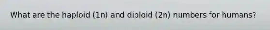 What are the haploid (1n) and diploid (2n) numbers for humans?