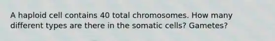 A haploid cell contains 40 total chromosomes. How many different types are there in the somatic cells? Gametes?