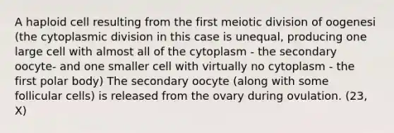 A haploid cell resulting from the first meiotic division of oogenesi (the cytoplasmic division in this case is unequal, producing one large cell with almost all of the cytoplasm - the secondary oocyte- and one smaller cell with virtually no cytoplasm - the first polar body) The secondary oocyte (along with some follicular cells) is released from the ovary during ovulation. (23, X)