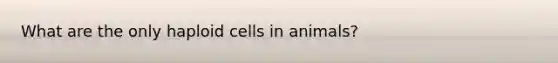 What are the only haploid cells in animals?