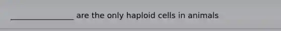 ________________ are the only haploid cells in animals