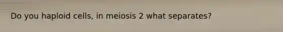 Do you haploid cells, in meiosis 2 what separates?