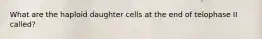 What are the haploid daughter cells at the end of telophase II called?