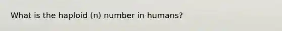 What is the haploid (n) number in humans?