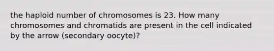 the haploid number of chromosomes is 23. How many chromosomes and chromatids are present in the cell indicated by the arrow (secondary oocyte)?