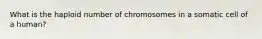 What is the haploid number of chromosomes in a somatic cell of a human?