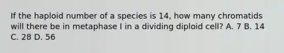 If the haploid number of a species is 14, how many chromatids will there be in metaphase I in a dividing diploid cell? A. 7 B. 14 C. 28 D. 56