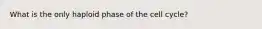What is the only haploid phase of the cell cycle?