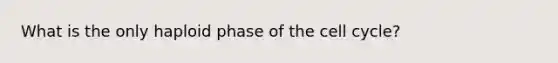 What is the only haploid phase of the cell cycle?