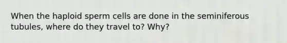 When the haploid sperm cells are done in the seminiferous tubules, where do they travel to? Why?