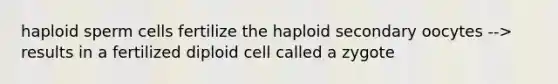 haploid sperm cells fertilize the haploid secondary oocytes --> results in a fertilized diploid cell called a zygote