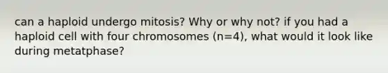 can a haploid undergo mitosis? Why or why not? if you had a haploid cell with four chromosomes (n=4), what would it look like during metatphase?