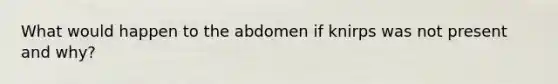 What would happen to the abdomen if knirps was not present and why?