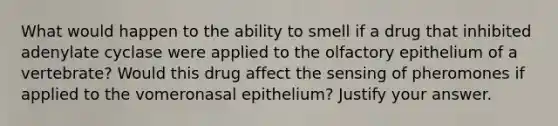 What would happen to the ability to smell if a drug that inhibited adenylate cyclase were applied to the olfactory epithelium of a vertebrate? Would this drug affect the sensing of pheromones if applied to the vomeronasal epithelium? Justify your answer.