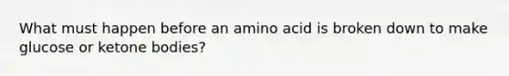 What must happen before an amino acid is broken down to make glucose or ketone bodies?