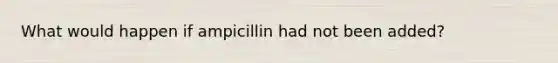 What would happen if ampicillin had not been added?