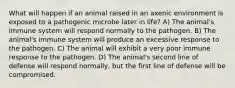 What will happen if an animal raised in an axenic environment is exposed to a pathogenic microbe later in life? A) The animal's immune system will respond normally to the pathogen. B) The animal's immune system will produce an excessive response to the pathogen. C) The animal will exhibit a very poor immune response to the pathogen. D) The animal's second line of defense will respond normally, but the first line of defense will be compromised.