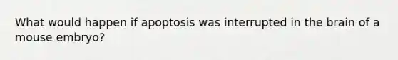 What would happen if apoptosis was interrupted in the brain of a mouse embryo?