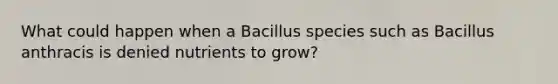 What could happen when a Bacillus species such as Bacillus anthracis is denied nutrients to grow?