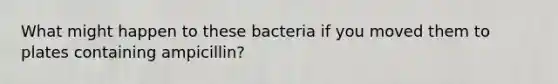 What might happen to these bacteria if you moved them to plates containing ampicillin?