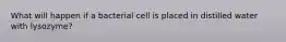 What will happen if a bacterial cell is placed in distilled water with lysozyme?