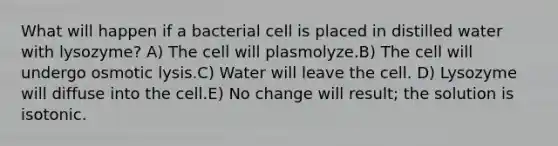 What will happen if a bacterial cell is placed in distilled water with lysozyme? A) The cell will plasmolyze.B) The cell will undergo osmotic lysis.C) Water will leave the cell. D) Lysozyme will diffuse into the cell.E) No change will result; the solution is isotonic.