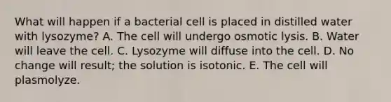 What will happen if a bacterial cell is placed in distilled water with lysozyme? A. The cell will undergo osmotic lysis. B. Water will leave the cell. C. Lysozyme will diffuse into the cell. D. No change will result; the solution is isotonic. E. The cell will plasmolyze.