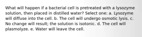 What will happen if a bacterial cell is pretreated with a lysozyme solution, then placed in distilled water? Select one: a. Lysozyme will diffuse into the cell. b. The cell will undergo osmotic lysis. c. No change will result; the solution is isotonic. d. The cell will plasmolyze. e. Water will leave the cell.