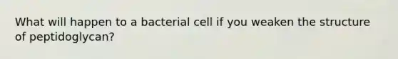 What will happen to a bacterial cell if you weaken the structure of peptidoglycan?