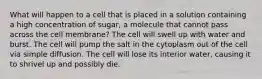 What will happen to a cell that is placed in a solution containing a high concentration of sugar, a molecule that cannot pass across the cell membrane? The cell will swell up with water and burst. The cell will pump the salt in the cytoplasm out of the cell via simple diffusion. The cell will lose its interior water, causing it to shrivel up and possibly die.