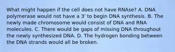 What might happen if the cell does not have RNAse? A. DNA polymerase would not have a 3' to begin DNA synthesis. B. The newly made chromosome would consist of DNA and RNA molecules. C. There would be gaps of missing DNA throughout the newly synthesized DNA. D. The hydrogen bonding between the DNA strands would all be broken.