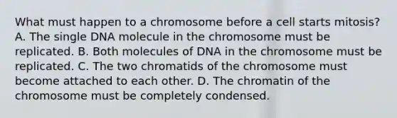 What must happen to a chromosome before a cell starts mitosis? A. The single DNA molecule in the chromosome must be replicated. B. Both molecules of DNA in the chromosome must be replicated. C. The two chromatids of the chromosome must become attached to each other. D. The chromatin of the chromosome must be completely condensed.