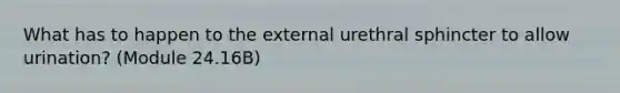 What has to happen to the external urethral sphincter to allow urination? (Module 24.16B)