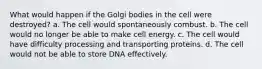 What would happen if the Golgi bodies in the cell were destroyed? a. The cell would spontaneously combust. b. The cell would no longer be able to make cell energy. c. The cell would have difficulty processing and transporting proteins. d. The cell would not be able to store DNA effectively.