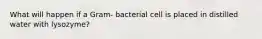 What will happen if a Gram- bacterial cell is placed in distilled water with lysozyme?