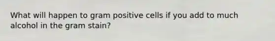 What will happen to gram positive cells if you add to much alcohol in the gram stain?