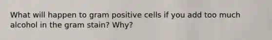 What will happen to gram positive cells if you add too much alcohol in the gram stain? Why?