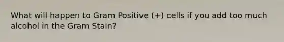 What will happen to Gram Positive (+) cells if you add too much alcohol in the Gram Stain?