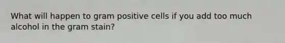 What will happen to gram positive cells if you add too much alcohol in the gram stain?