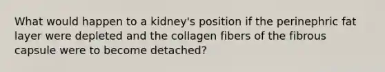 What would happen to a kidney's position if the perinephric fat layer were depleted and the collagen fibers of the fibrous capsule were to become detached?