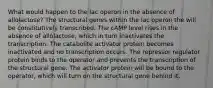 What would happen to the lac operon in the absence of allolactose? The structural genes within the lac operon the will be constitutively transcribed. The cAMP level rises in the absence of allolactose, which in turn inactivates the transcription. The catabolite activator protein becomes inactivated and no transcription occurs. The repressor regulator protein binds to the operator and prevents the transcription of the structural gene. The activator protein will be bound to the operator, which will turn on the structural gene behind it.