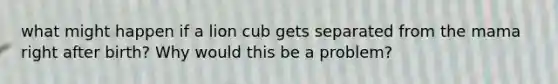 what might happen if a lion cub gets separated from the mama right after birth? Why would this be a problem?