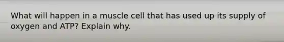 What will happen in a muscle cell that has used up its supply of oxygen and ATP? Explain why.